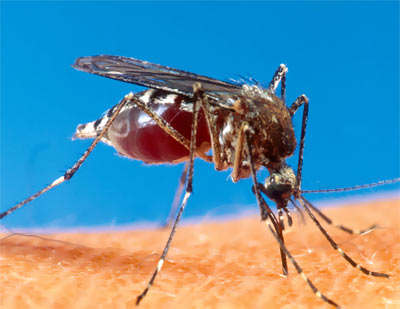 Борьба с комарами народными средствами на улице и дома