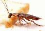 Чего боятся тараканы. Как избавиться от тараканов: аэрозоли, борная кислота, ловушки и народные средства